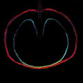 XTC - Wasp Star: Apple Venus II (LP, 200g vinyl)