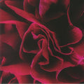 SALE: Ian Boddy - Coil (LP) was £23.99