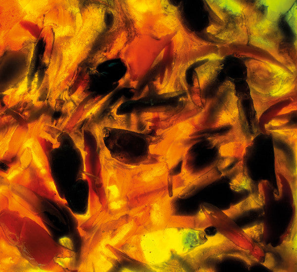 SALE: Plague Rider - Intensities (CD) was £15.99